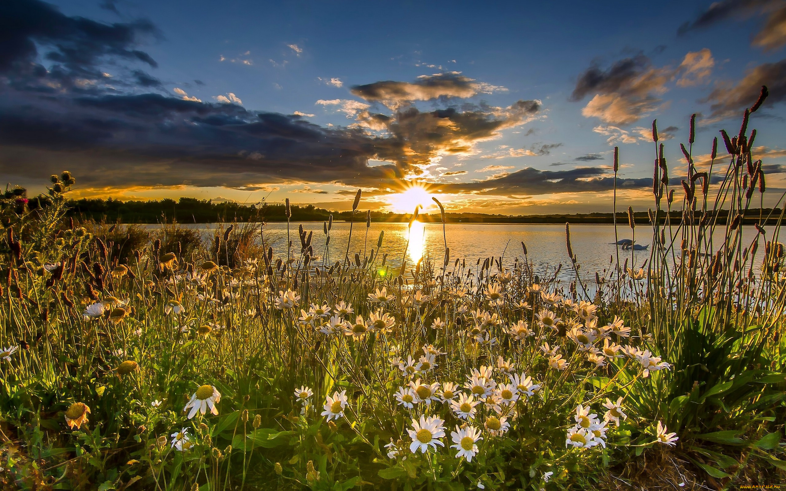 Ромашки у реки фото